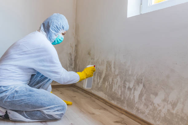 Licensed Black Mold Removal service in Princeton, MN - WQB Mold Removal