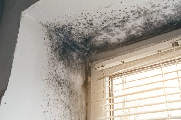 Affordable Black Mold Removal solutions in Princeton, MN